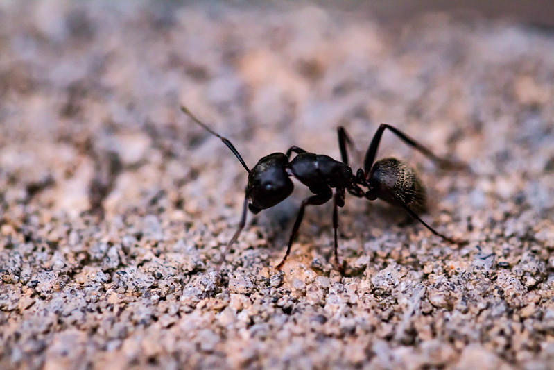 Phoenix Pest & Termite Control project