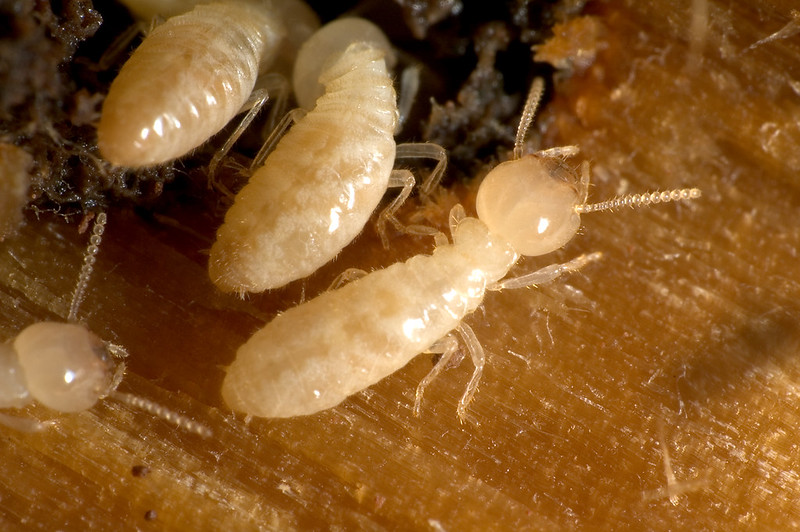 Phoenix Pest & Termite Control project